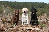 LABRADOR 122